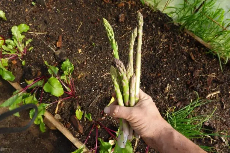 How Many Asparagus Do You Get From One Plant?