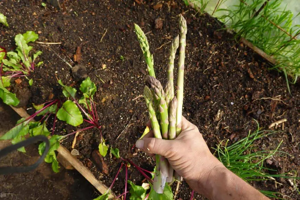 asparagus harvest in the backyard garden raised wooden bed