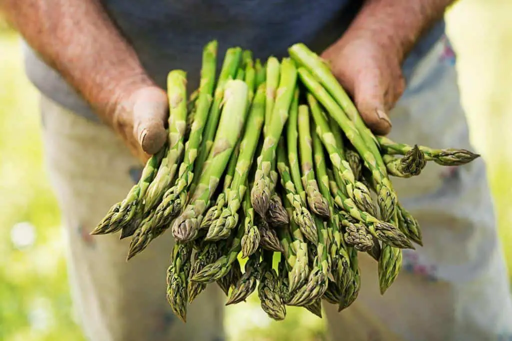 asparagus in hands of a farmer