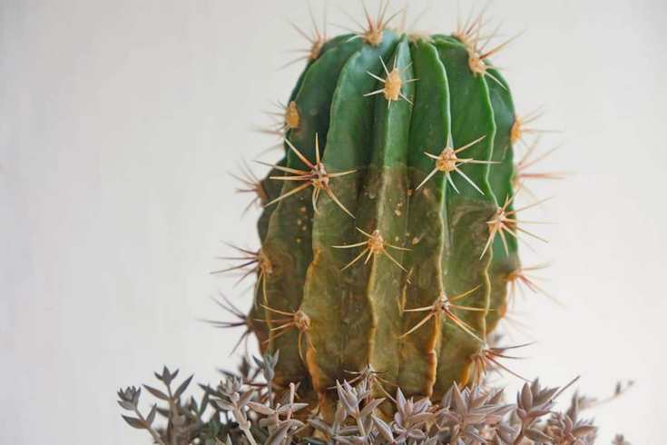 cactus browning bottom