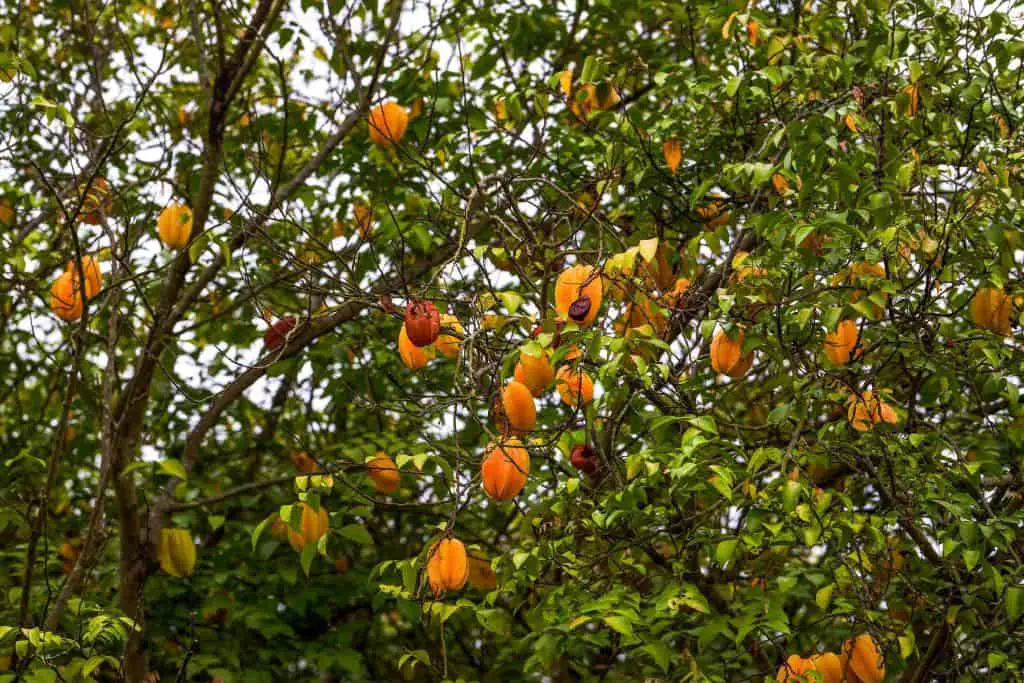 carambola star fruit tree full of ripe fruits