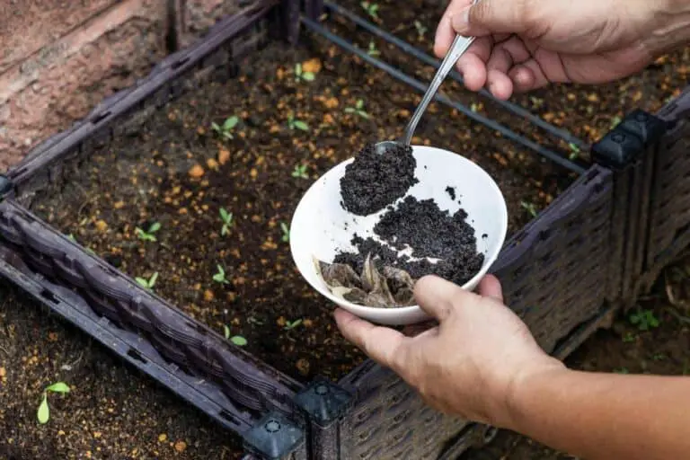 Are Coffee Grounds Good for Asparagus? (Sustainable Gardening Guide)
