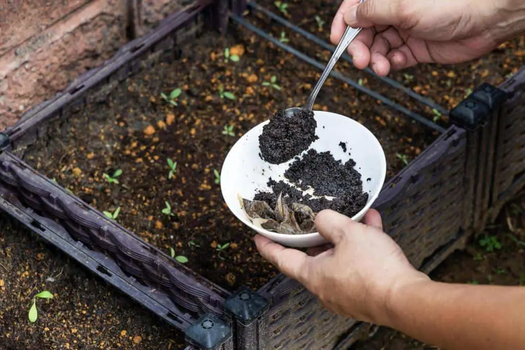 coffee grounds being added-to-baby-vegetables-plant-as natural organic fertilizer