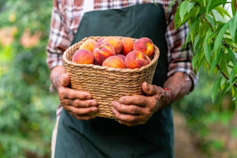 Why Do My Peaches Go Bad So Quickly? Home Gardeners Troubleshooting Guide