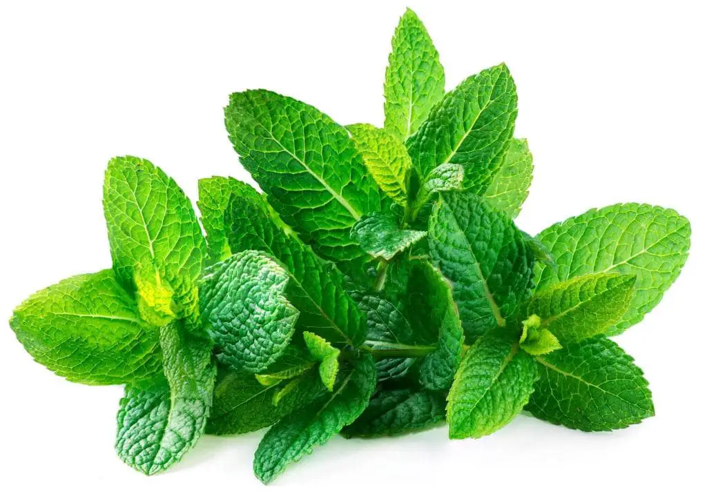 fresh spearmint leaves