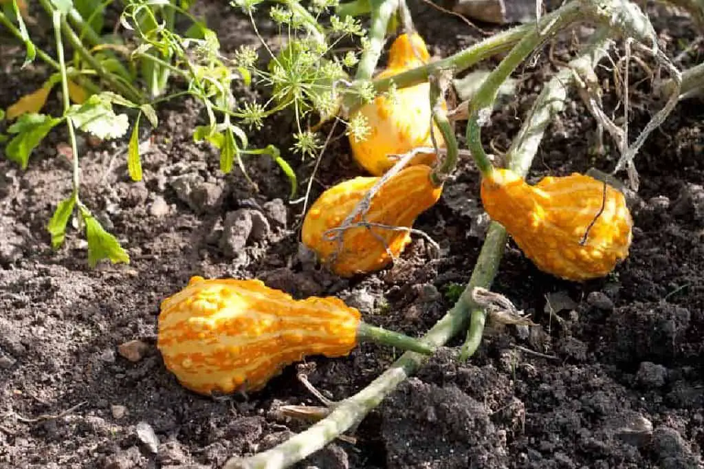 gourds growing on the vine containers
