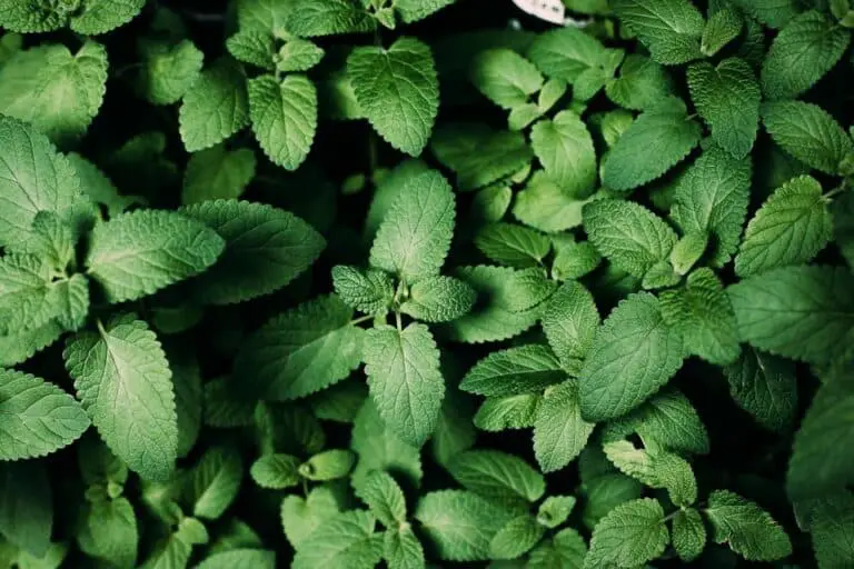Harvesting Mint After It Flowers: Dos and Don’ts