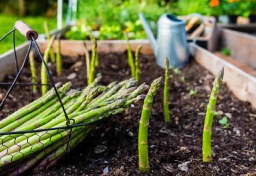 grow asparagus container