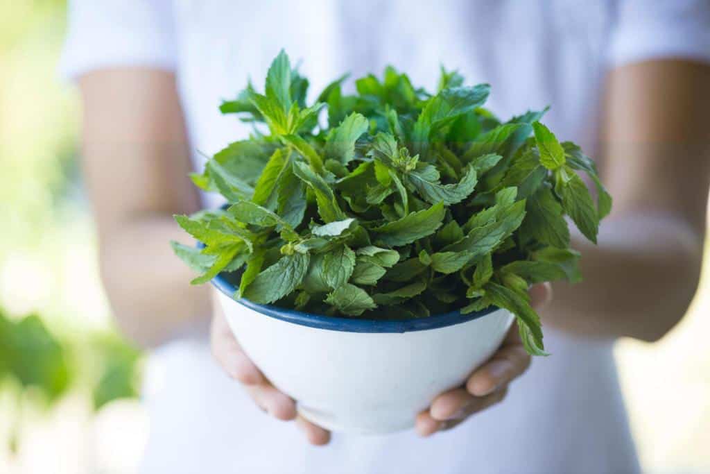 green fresh mint grow home
