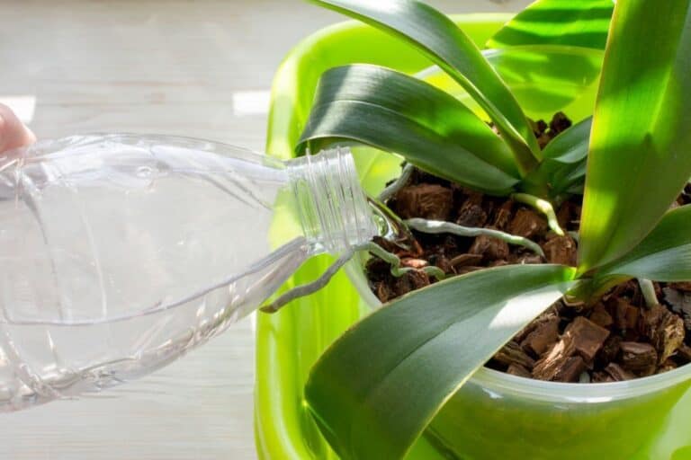 How Long Can Orchids Go Without Water? (Live Under or Over Watering)