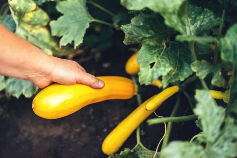 Unveiling the Truth: Can Yellow Squash Ripen Off the Vine?