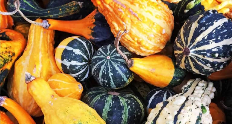 How Long Do Gourds Last after Picking? Harvesting and Preserving