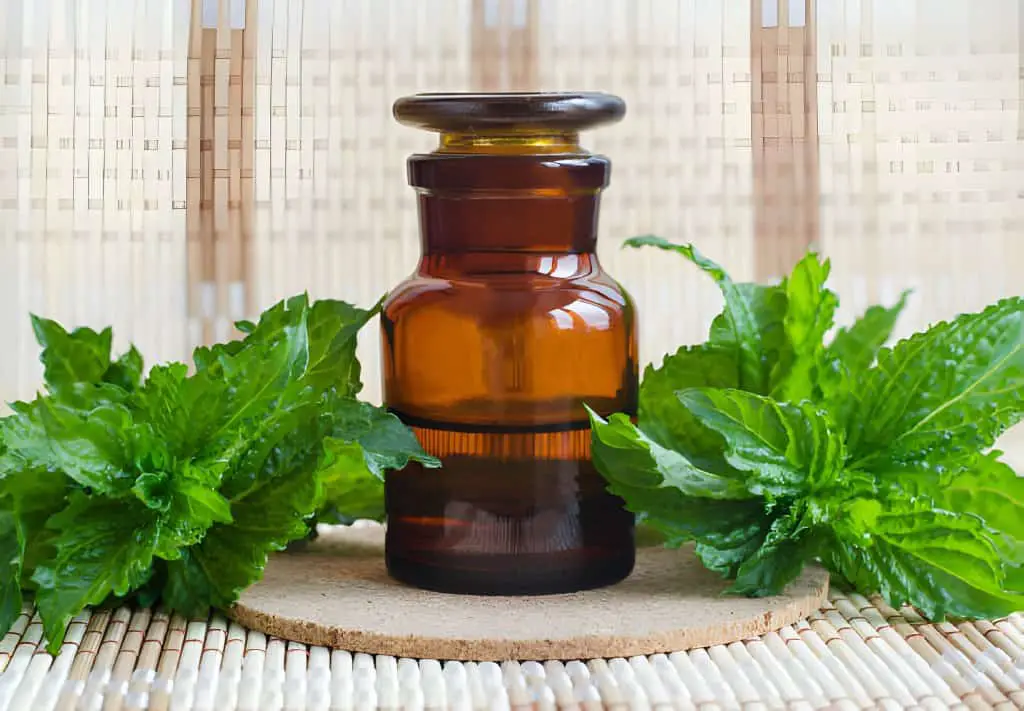 apothecary bottle with essential-mint-oil fresh spearmint leaves