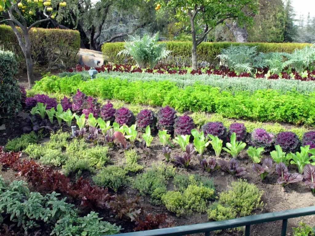 foodscaping and Edible Garden