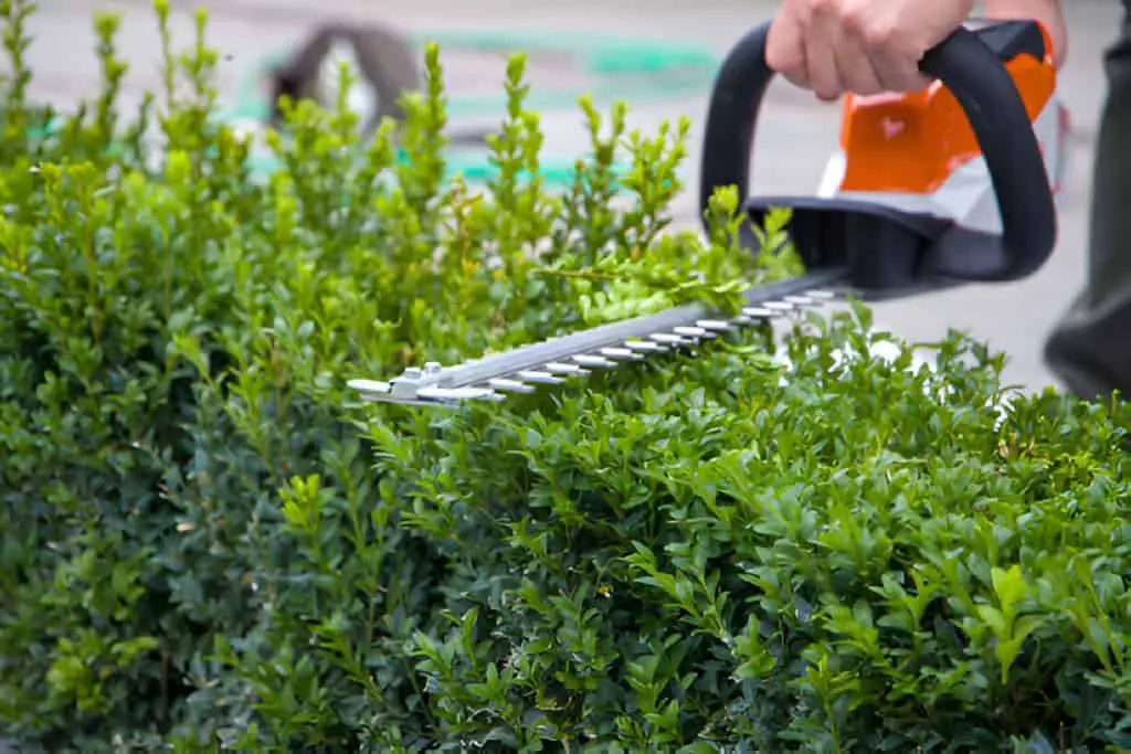 gardener- uts boxwood with a hedge trimmer