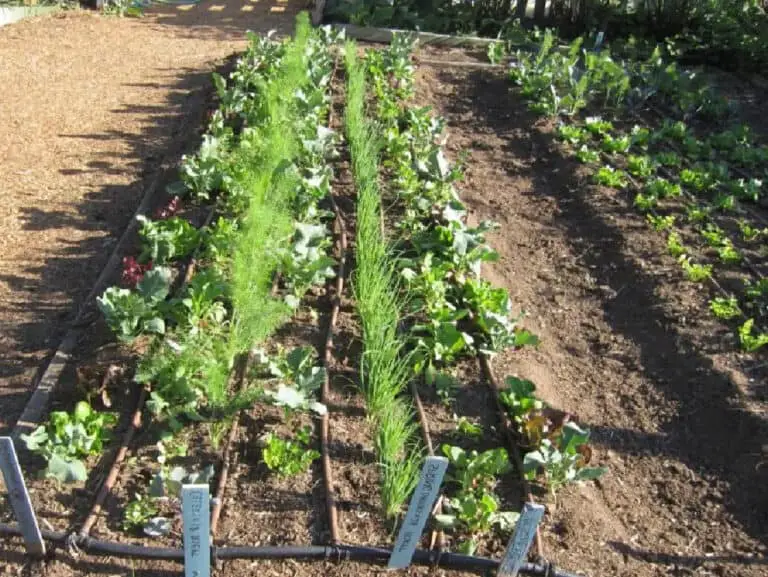 What Are the Criticisms of Grow Biointensive Agriculture Methods?