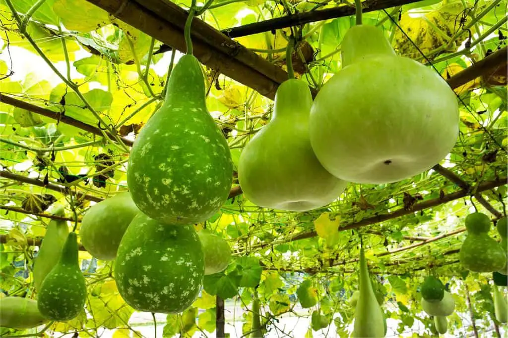grow gourds plant