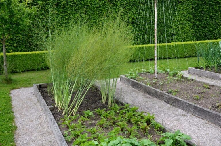 What Do You Put on Asparagus Beds? Prepare and Fertilize Your Asparagus