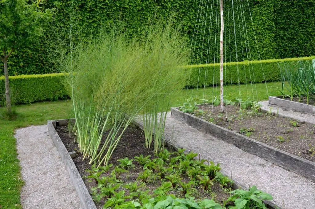 growing asparagus raised bed