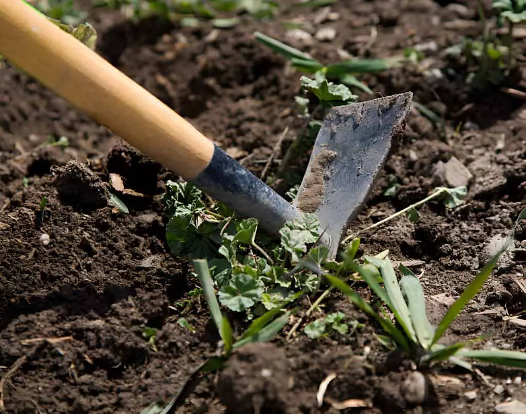 hoe gardening tool