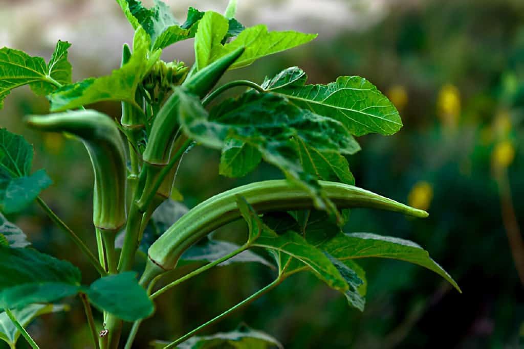 okra ladyfinger plant organic produce food farming