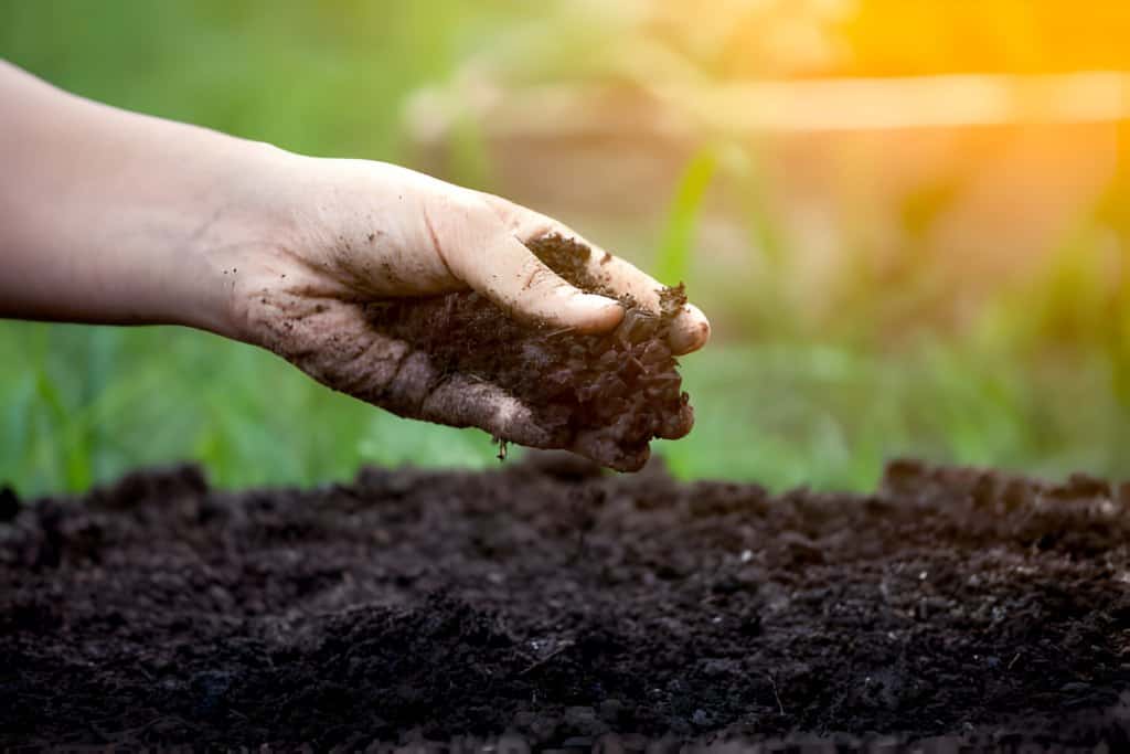 soil in hand for planting