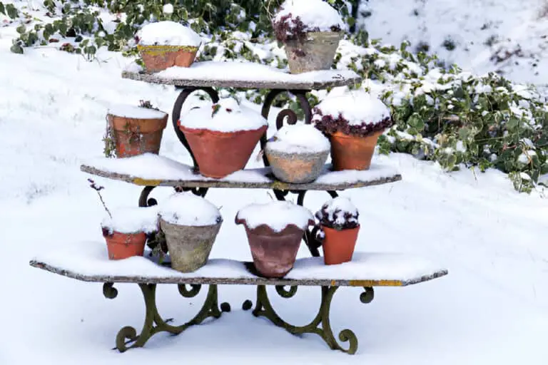 Can You Leave Perennials in Pots Over Winter and Survive the Cold?