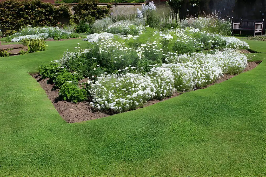 white garden herbaceous-plants with candytuft flowers