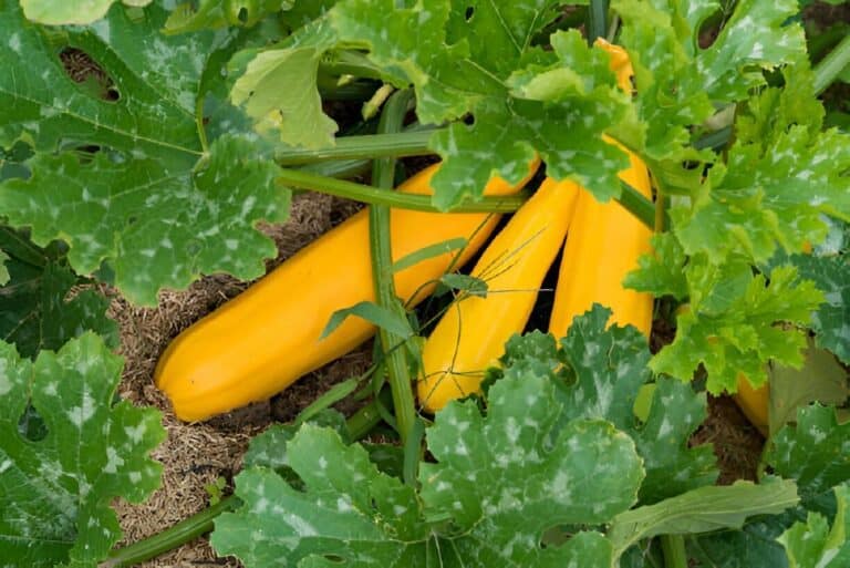 How Do You Pick a Good Yellow Squash to Harvest?