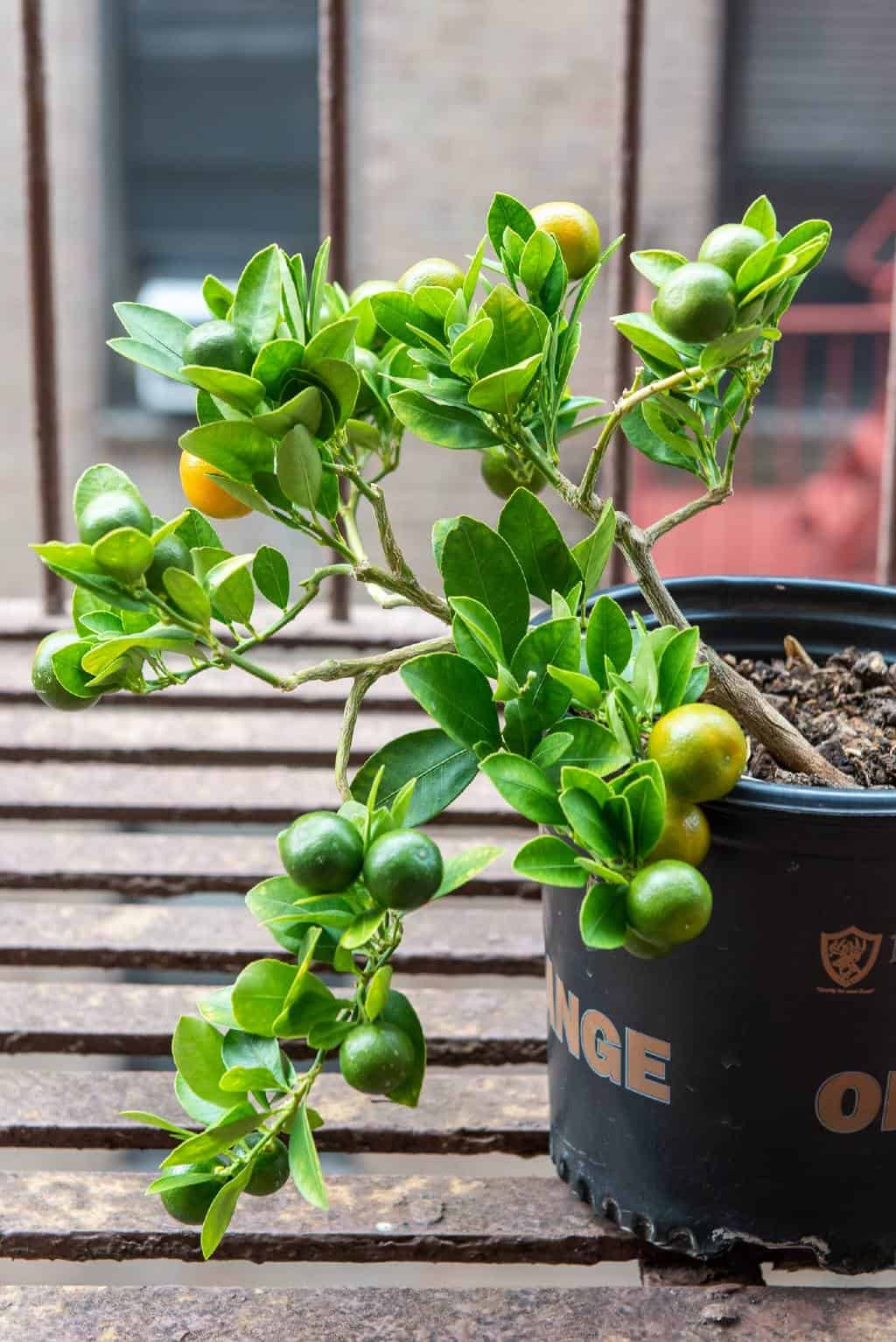 Here's When and How to Prune Calamansi Plant (Easy Guide ...