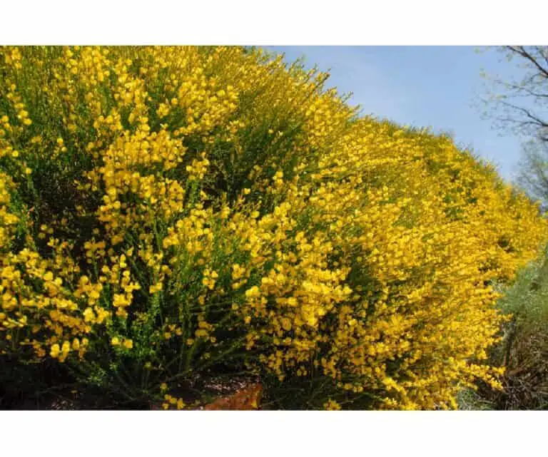 How To Prune Broom Plant: Step By Step Trimming Guide