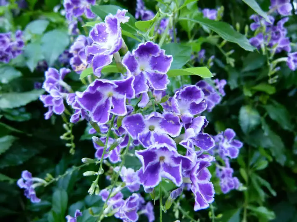 duranta-erecta