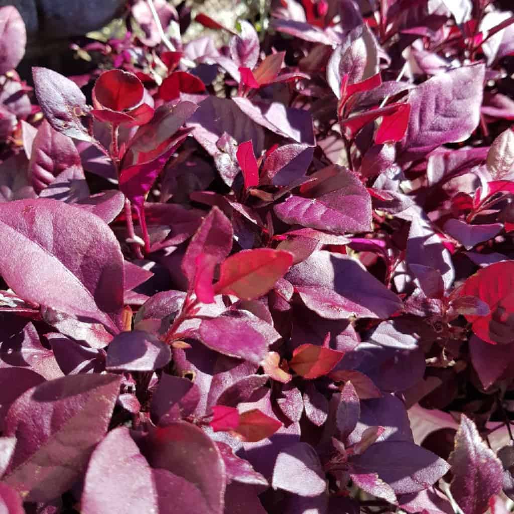 little ruby plant