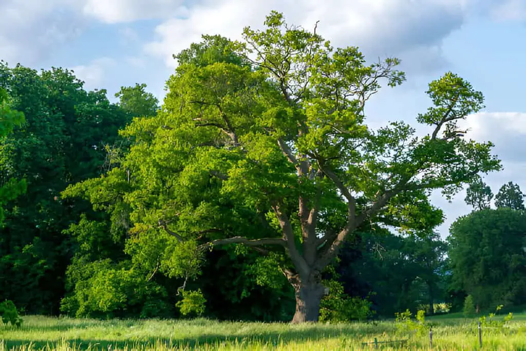 ancient english oak tree