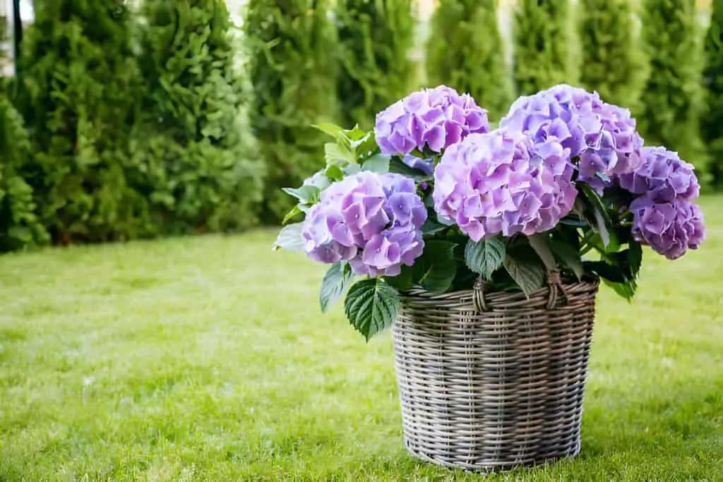 arrangement of hydrangeas blossoming in a basket pot