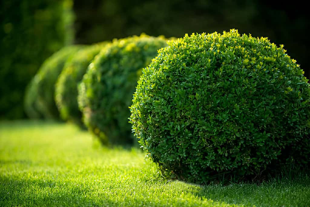 boxwood bushes round shape formal park