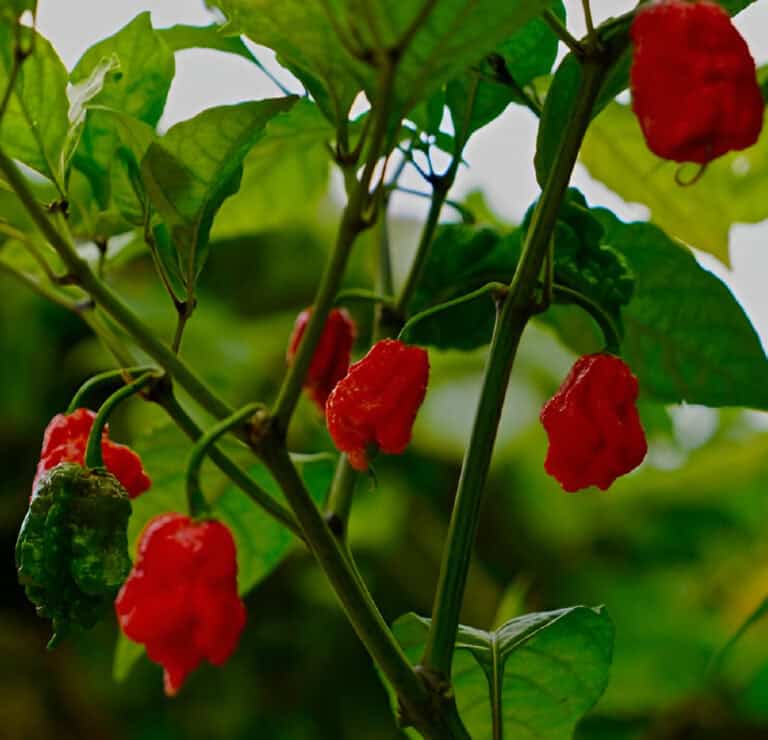 How To Prune Carolina Reaper Plant: Step By Step Trimming Guide