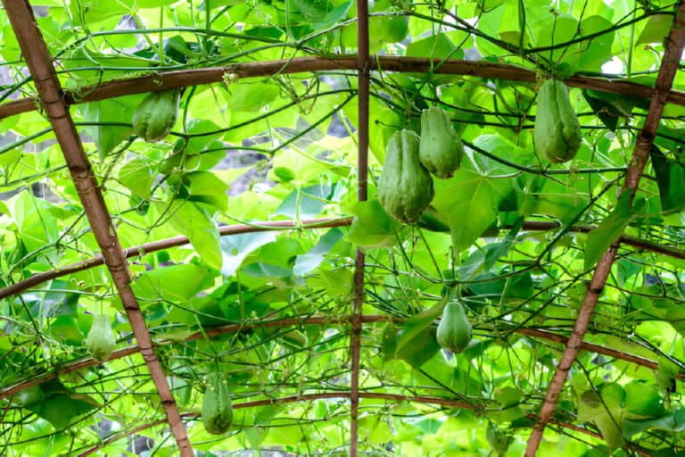 How To Prune Chayote Plant: Step By Step Trimming Guide