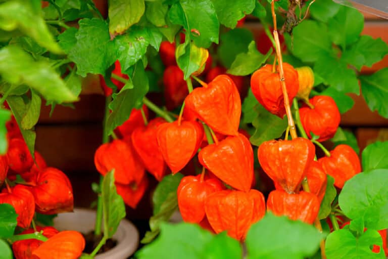 Pruning Chinese Lantern Plants: Trimming and Care Guide
