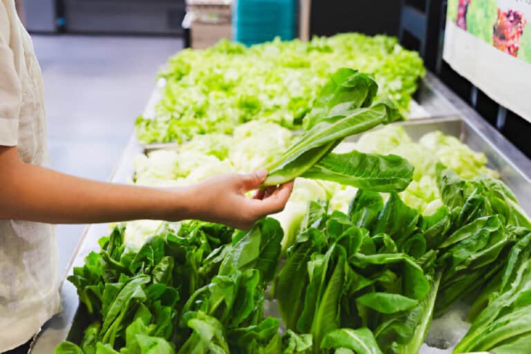 Can You Replant Lettuce from the Grocery Store? Tips and Tricks
