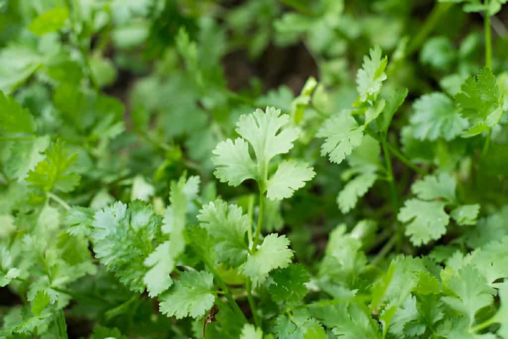 cilantro coriander plants