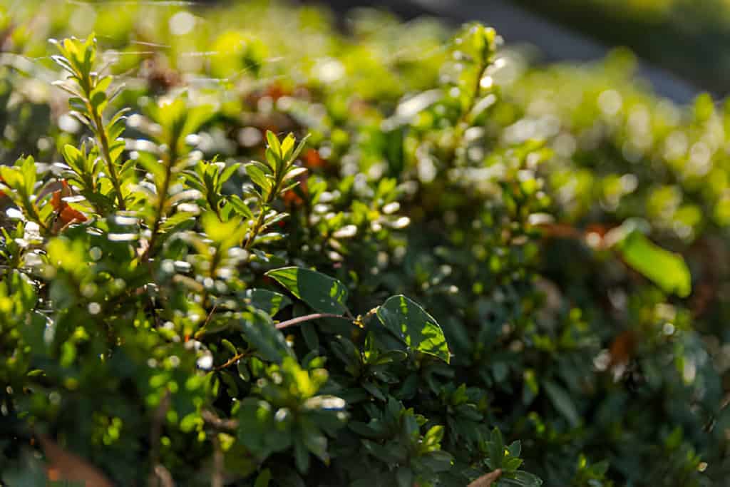 close up of pieris japonica