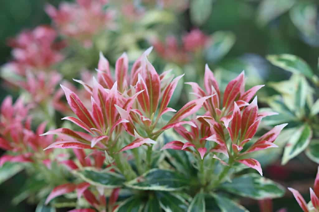 close up of red pieris japonica leaves