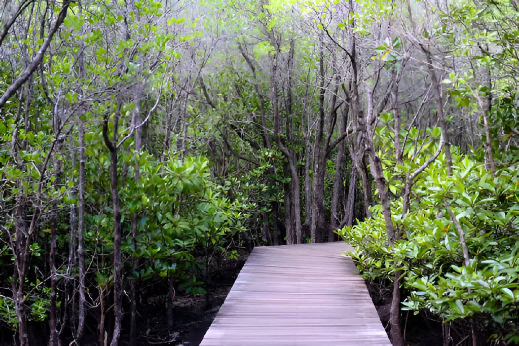 cock plants or crabapple-mangrove of mangrove forest