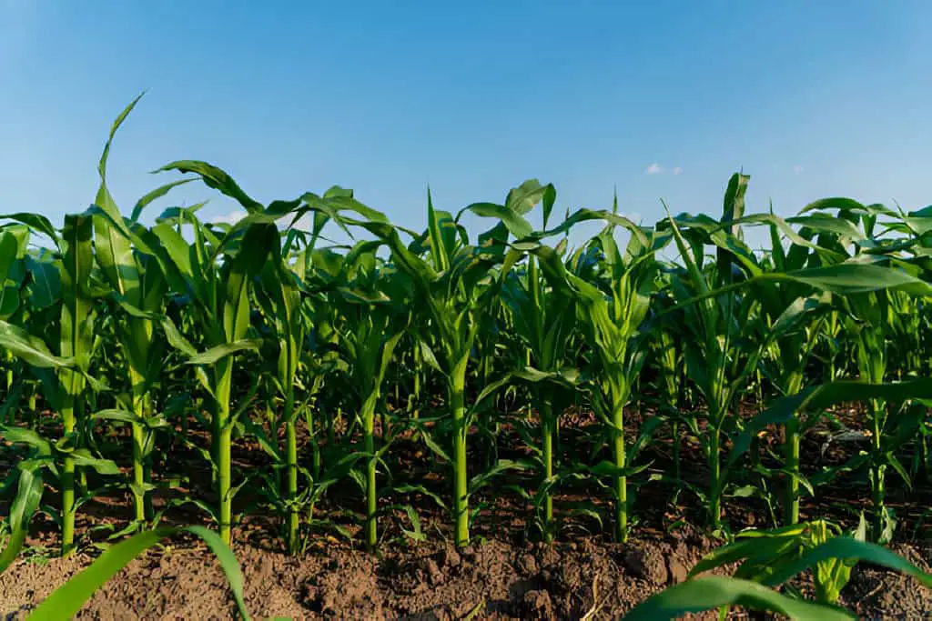 corn stalks in the field corn-field-in-summer-corn cultivation