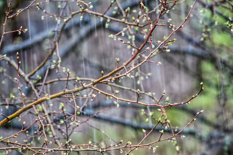 Why Is My Crabapple Tree Losing Leaves? (And How to Treat Them)