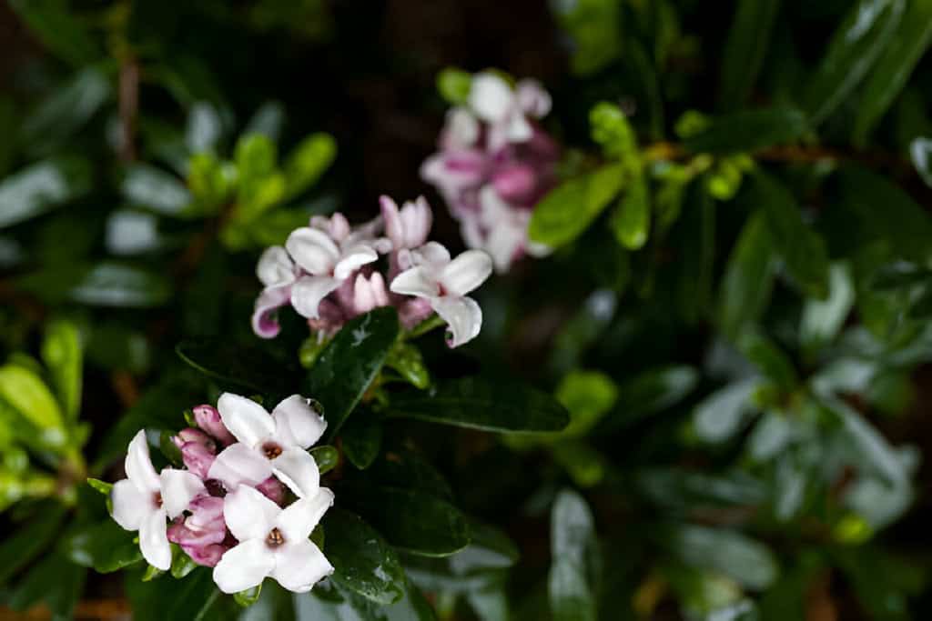 dark green foliage and pink flowers of daphne plant