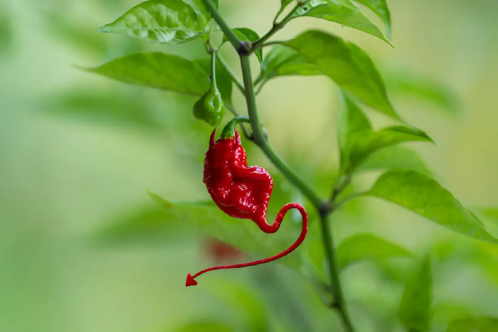 devilish hot chili pepper