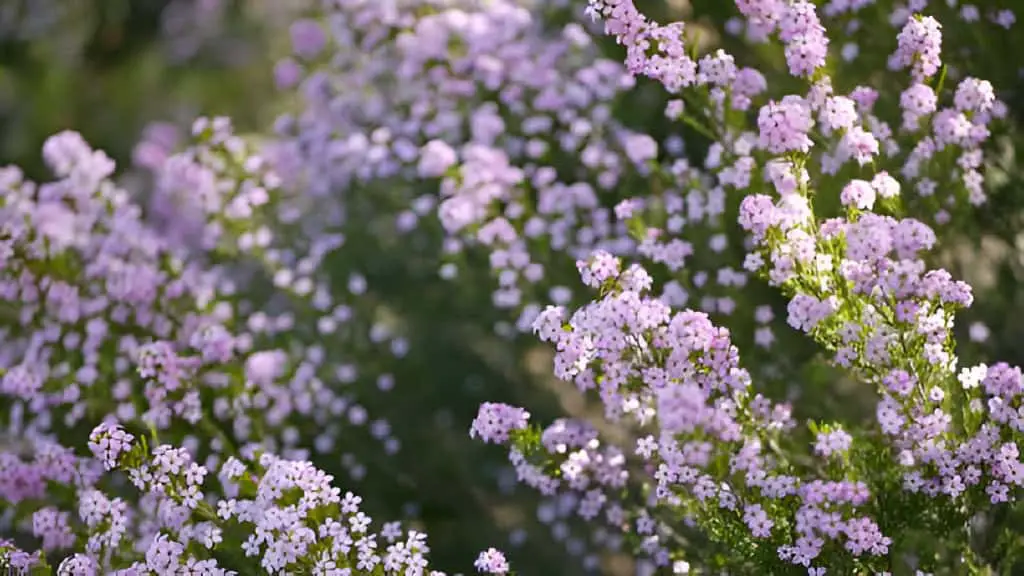 diosma confetti bush lilac flower california usa coleonema