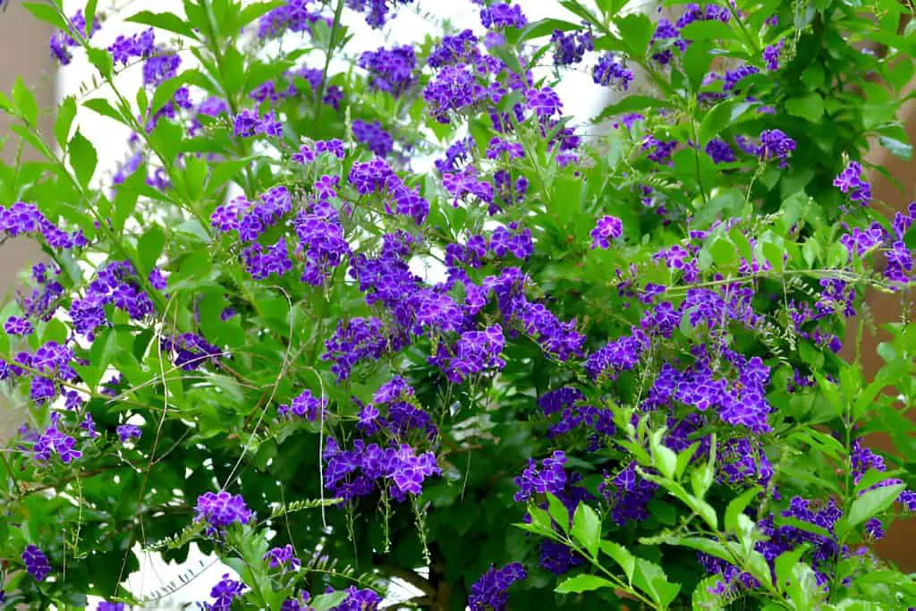 duranta repens sky flower-golden-dewdrop flowers and fruits